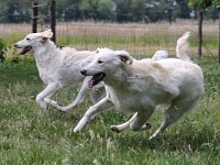 Puppys van Bliss040622-0103